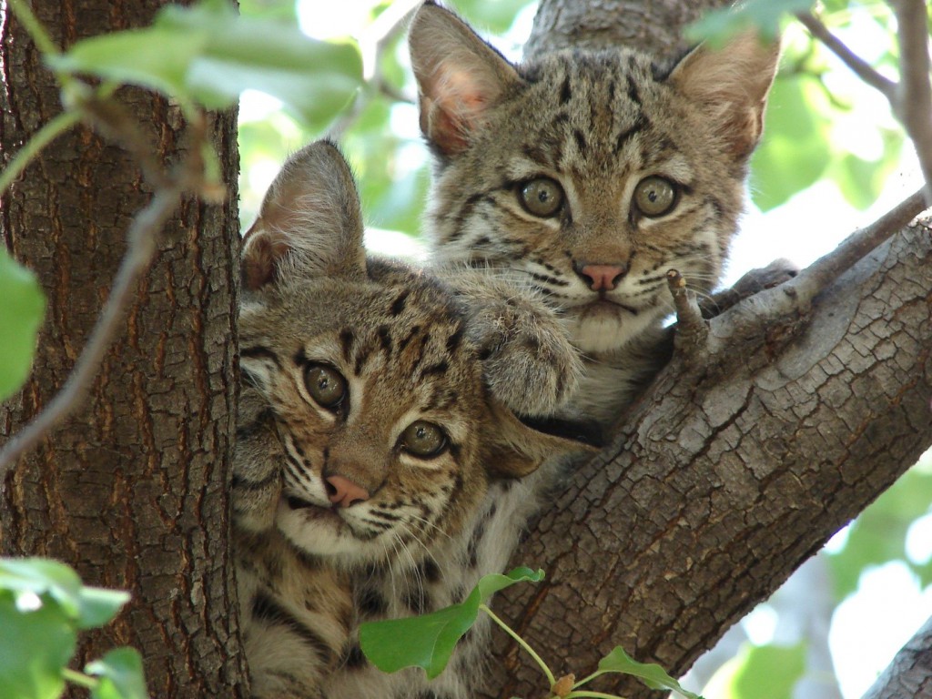 10 Helpful Things To Know When You Encounter Bobcat Kittens